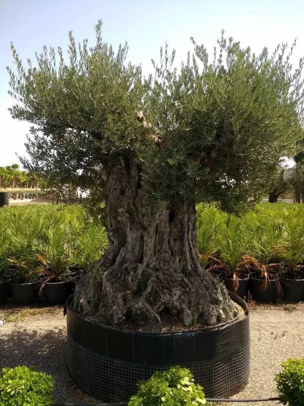 albero olivo secolare
